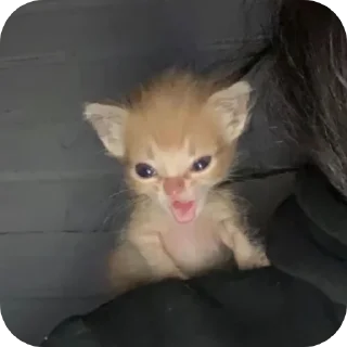 Telegram sticker 🐱 Meus michis❤️😻