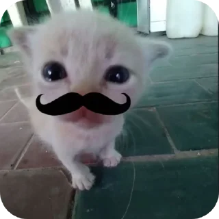 Sticker 🐱 Meus michis❤️😻