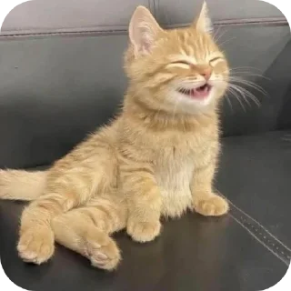 Video sticker 🐱 Meus michis❤️😻