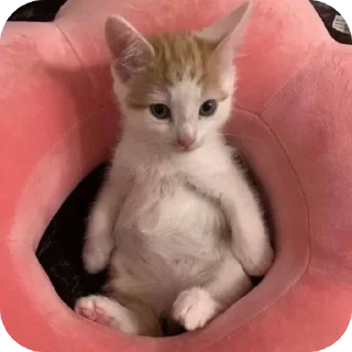 Video sticker 🐱 Meus michis❤️😻