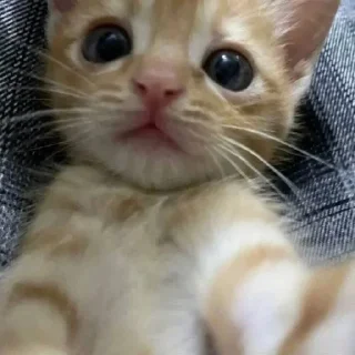 Telegram sticker 💋 Meus michis❤️😻