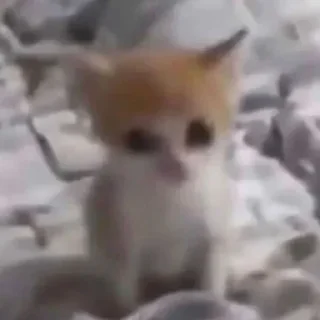 Telegram sticker 🌟 Meus michis❤️😻