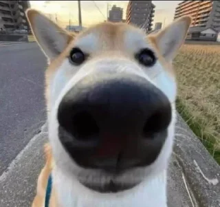 Video sticker 👁️ Больше стиков тут: @stikery4