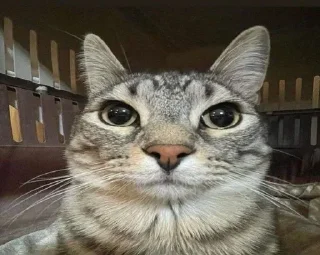 Telegram sticker 😐 Больше стиков тут: @stikery4