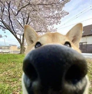 Video sticker 👀 Больше стиков тут: @stikery4