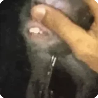 Video sticker 🌟 @batmanx3 :: @fStikBot