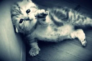 Video sticker 🌟 факин мазафакин :: @fStikBot