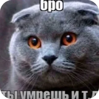 Video sticker 🫥 vatori