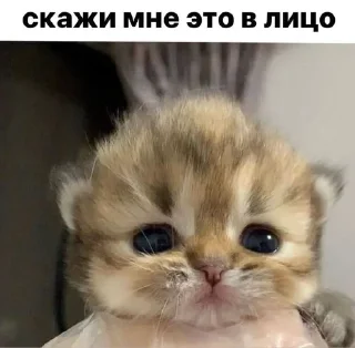 Telegram stiker 😠 vatori