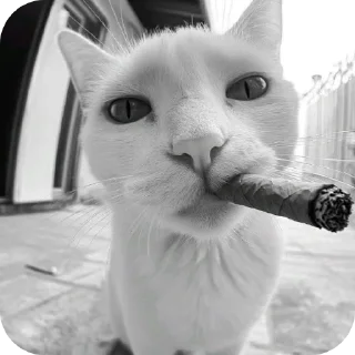 Telegram stiker 🐱 Saka :: @fStikBot