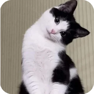 Telegram stiker 🐱 Saka :: @fStikBot