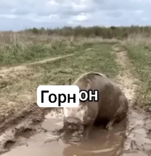 Video sticker 🌟 Короли хуйни☠ :: @fStikBot