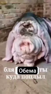 Video sticker 🌟 Короли хуйни☠ :: @fStikBot