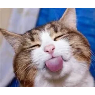 Telegram sticker 😳 호밍빡이 최고임2