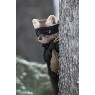 Telegram sticker 👮‍♀️ 호밍빡이 최고임2