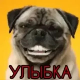 Телеграм стикер 🐕 ебла джеометри даше