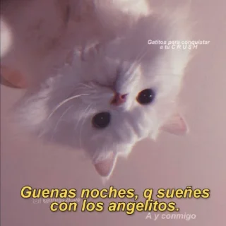 Video sticker 😴 MICHIS 2 by @TSthemes