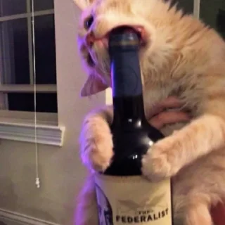 Telegram sticker 🍾 MICHIS 2 by @TSthemes