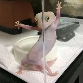 Telegram sticker 🦎 MICHIS 2 by @TSthemes