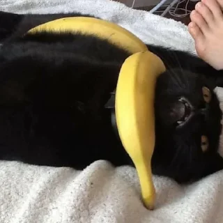 Video sticker 🍌 MICHIS 2 by @TSthemes