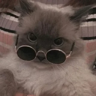 Video sticker 💅 MICHIS 2 by @TSthemes