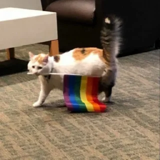 Telegram sticker 🏳️‍🌈 MICHIS 2 by @TSthemes