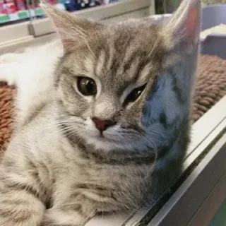 Telegram sticker 🫠 MICHIS 2 by @TSthemes