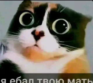 Telegram sticker 🤩 собачий кайф