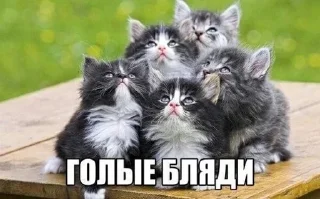 Telegram sticker 👆 Сашуля Керчуля и Руся бро моме :: @fStikBot