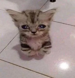 Telegram sticker ♥ seham