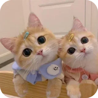 Telegram stiker 👍 𓆩 𝑿 𝑹 𝑨 𝒀 ™ 𓆪🪈