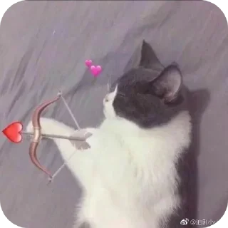 Telegram stiker 🐱 𓆩 𝑿 𝑹 𝑨 𝒀 ™ 𓆪🪈