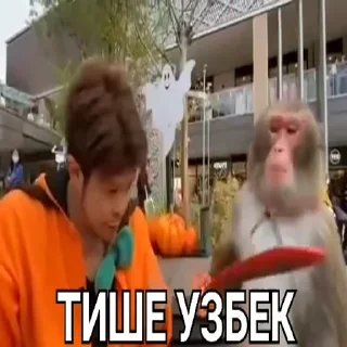 Video sticker 😡 Бибизянки без мата