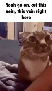 Video sticker 🌟 gato :: @fStikBot