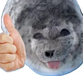 Telegram sticker 👍 тюлени правят пятым измерением :: @fStikBot
