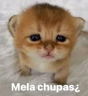 Telegram sticker ❔ Tonotadas @voludox
