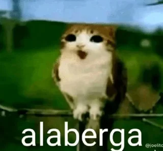 Telegram sticker 😦 Tonotadas @voludox