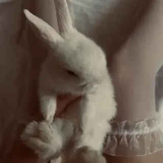 Telegram sticker 🎀 meet me in dreams