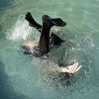 Telegram sticker 🎀 meet me in dreams