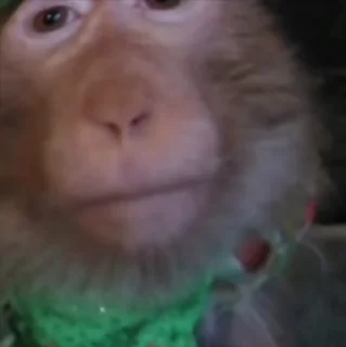 Video sticker 🌟 Yu monkeys :: @fStikBot