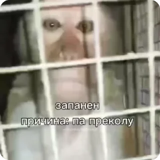 Video sticker #⃣ Жопа 3.0