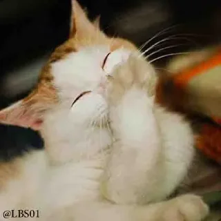 Video sticker 😁 Geol @megeOoa  @Premium_userss