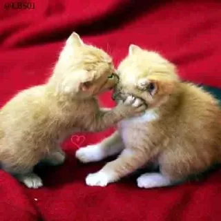 Video sticker 💋 Geol @megeOoa  @Premium_userss