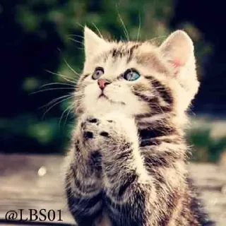 Телеграм стикер 🙏 Geol @megeOoa  @Premium_userss