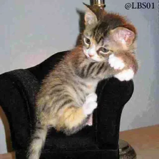 Video sticker 😞 Geol @megeOoa  @Premium_userss