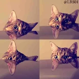 Телеграм стикер 😶 Geol @megeOoa  @Premium_userss