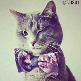 Телеграм стикер 😉 Geol @megeOoa  @Premium_userss