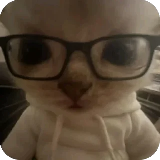 Video sticker 🫥 Котак @SozdaiStickeriBot