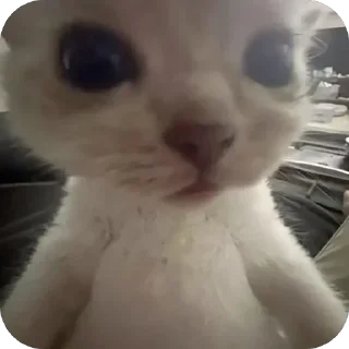 Sticker 🤩 Котак @SozdaiStickeriBot