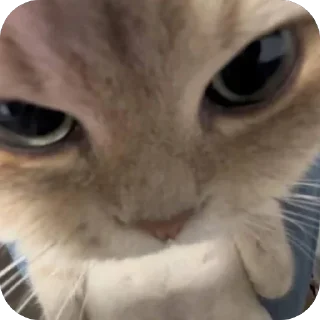 Video sticker 🤩 Котак @SozdaiStickeriBot